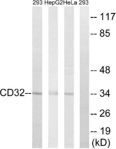 Western blot analysis of lysates from 293, HepG and HeLa cells, treated with PMA 125 ng/ml 30' using Anti-CD32 Antibody. The right hand lane represents a negative control, where the antibody is blocked by the immunising peptide