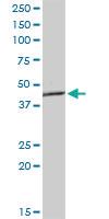 Anti-AGER Mouse Monoclonal Antibody [clone: 1C1]