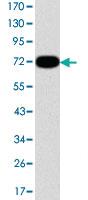 Anti-ITK Mouse Monoclonal Antibody [clone: 5G6]