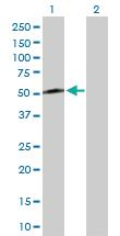 Anti-KLF8 Rabbit Polyclonal Antibody