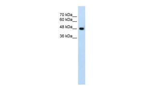 Anti-SLC38A1 Rabbit Polyclonal Antibody