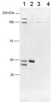 Anti-FOXP3 Rabbit Polyclonal Antibody