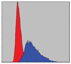 Anti-ITK Mouse Monoclonal Antibody [clone: 5G6]