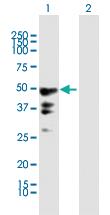 Anti-PEG10 Mouse Polyclonal Antibody