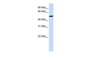 Anti-TINF2 Rabbit Polyclonal Antibody