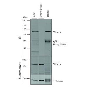 Immunoprecipitation analysis of mouse embryonic fibroblast using Anti-VPS35 Antibody [11H10] (A305037). 500 µl cell culture supernatants were incubated with 10 µl of Protein A/G resin beads for 1 hour at 4 °C. A305037 clone 11H10 depletes VPS35 from the A549 cell extract