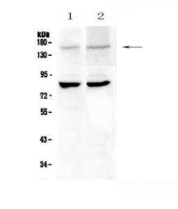 Anti-CRB1 Polyclonal Antibody