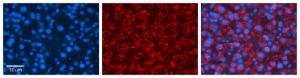 Anti-NUDC Rabbit Polyclonal Antibody