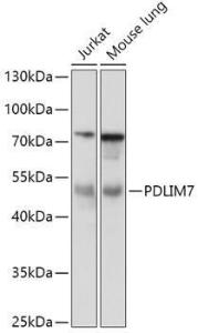 Antibody A92958-100 100 µl