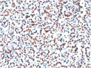 Immunohistochemical analysis of formalin-fixed, paraffin-embedded human pancreas using Anti-Histone H1 Antibody [1415-1]