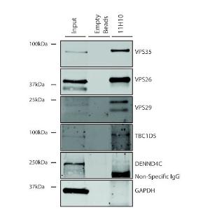 Immunoprecipitation analysis of mouse embryonic fibroblast using Anti-VPS35 Antibody [11H10] (A305037)