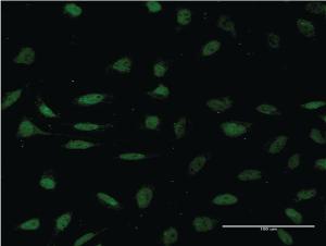 Anti-HMGXB4 Mouse Monoclonal Antibody [clone: 3C12]