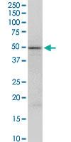 Anti-FAIM3 Rabbit Polyclonal Antibody