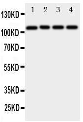 Anti-ADAM19 Rabbit Polyclonal Antibody