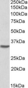 Anti-HOXC8 Goat Polyclonal Antibody