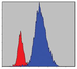 Anti-JAK3 Mouse Monoclonal Antibody [clone: 5H2]