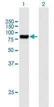 Anti-PODN Mouse Polyclonal Antibody