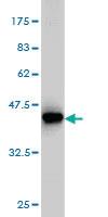 Anti-MVD Mouse Monoclonal Antibody [clone: 2A7]