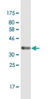 Anti-ELOF1 Mouse Monoclonal Antibody [clone: 4F6]