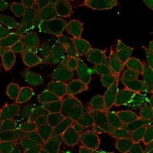 Immunofluorescent analysis of PFA-fixed HeLa cells stained with Anti-ZNF358 Antibody [PCRP-ZNF358-1A6] followed by Goat Anti-Mouse IgG (CFand#174; 488) (Green). CFand#174; 640A Phalloidin (Red)