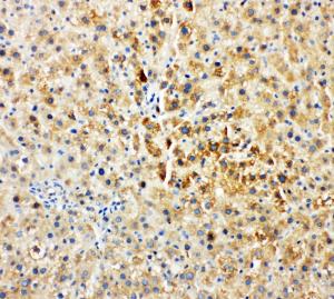 Anti-Tec Rabbit Polyclonal Antibody