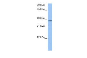 Anti-NUDC Rabbit Polyclonal Antibody