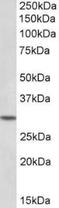 Anti-HOXC8 Goat Polyclonal Antibody