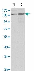 Anti-KDM3A Mouse Monoclonal Antibody [clone: 1E12]