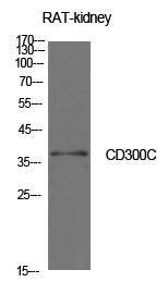 Anti-CD300C antibody