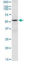 Anti-BSCL2 Mouse Polyclonal Antibody