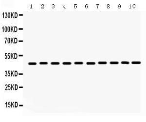 Anti-FLOT2 Rabbit Polyclonal Antibody