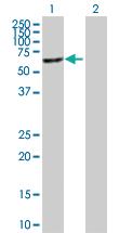 Anti-MGAT4B Mouse Polyclonal Antibody