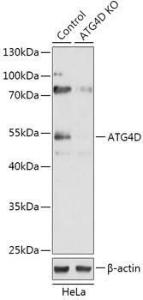 Western blot analysis of extracts from normal (control) and ATG4D knockout (KO) HeLa cells, using Anti-ATG4D Antibody (A92963) at 1:500 dilution The secondary antibody was Goat Anti-Rabbit IgG H&L Antibody (HRP) at 1:10,000 dilution Lysates/proteins were present at 25 µg per lane