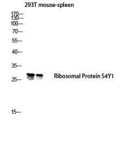 Western blot analysis of 293T mouse spleen lysis using Anti-RPS4Y1 Antibody