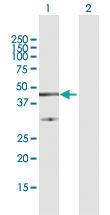 Anti-FAIM3 Rabbit Polyclonal Antibody