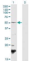 Anti-BSCL2 Mouse Polyclonal Antibody