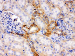 Anti-FLOT2 Rabbit Polyclonal Antibody