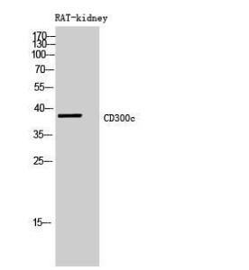 Anti-CD300C antibody