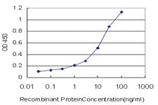 Anti-ERBB3 Mouse Monoclonal Antibody [clone: 4G6]