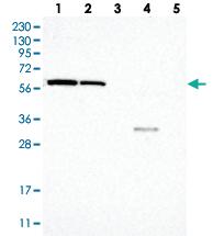 Anti-SAMD3 Rabbit Polyclonal Antibody