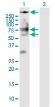 Anti-BSCL2 Rabbit Polyclonal Antibody