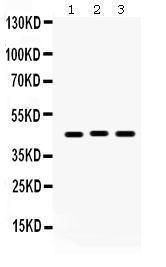 Anti-GJC1 Rabbit Polyclonal Antibody