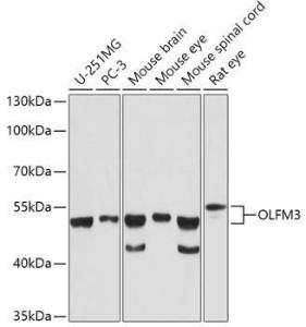 Anti-OLFM3 Rabbit Polyclonal Antibody