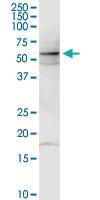 Anti-FAIM3 Rabbit Polyclonal Antibody