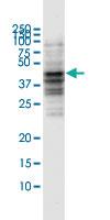 Anti-CD80 Mouse Monoclonal Antibody [clone: 3E10]