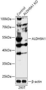 Western blot analysis of extracts from normal (control) and ALDH9A1 knockout (KO) 293T cells, using Anti-ALDH9A1 Antibody (A92966) at 1:1000 dilution