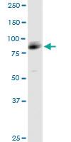 Anti-ARHGAP26 Mouse Polyclonal Antibody