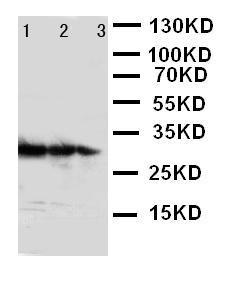 Anti-TRAF3 Rabbit Polyclonal Antibody