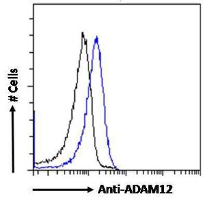 Anti-ADAM12 Antibody (A83260) Flow cytometric analysis of paraformaldehyde fixed HeLa cells (blue line), permeabilized with 0.5% Triton