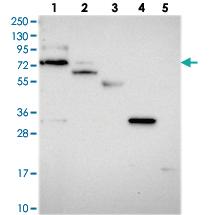 Anti-ARHGAP44 Rabbit Polyclonal Antibody